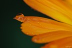 Orange drop
