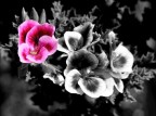 Giochi di Fiori