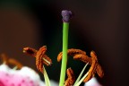 Fiore - particolare