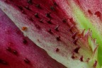 Fiore - particolare