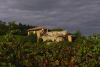 Vendemmia