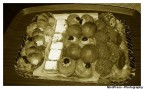 Antichi sapori senza et!
