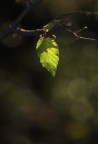 last light