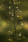 nuova luce
