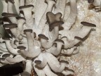 Funghi ripresi con luce al neon piuttosto debole