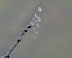 campanellino cinese...