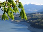 Primo piano foglie ippocastano con sfondo lago S.Giustina-Trentino-no ritocco