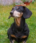 Questo  il mio cane. guardate che sguardo fiero nonostante sia un bassotto eheheh
Consigli e critiche sono molto apprezzate.