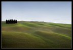 Ancora i Cipressi di San Quirico D'Orcia...