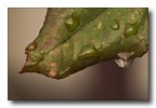 foglia bagnata