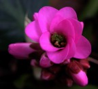 natura 01 2007