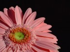 delicata...