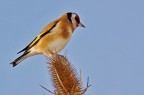 Cardellino