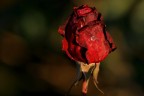 Rosa... d' inverno