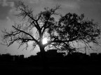 albero di Giuda