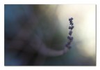 Pescare la luce