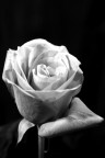 Rosa Rossa
