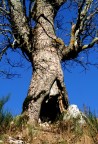albero mostro