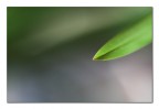 L'idea di una foglia