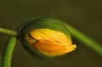 omaggio al mio fiore preferito!