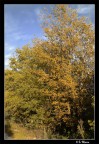 Autumn leaves