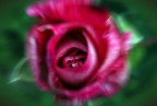 Tuffo in rosa