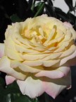 Ciao a tutti!
Sono un principiante molto al principio, perci ogni suggermento  pi che prezioso.
Ho una Canon Powershot A85.
Grazie e Ciao
MAT

P.S.: Non ho nessun programma di modifica foto. Ci che vedete  tutto "genuino".