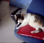 Chiunque sia indifferente alla bellezza, all'eleganza, all'intelligenza, all'affetto di cui  capace un gatto,  povero come chi, passeggiando d'estate per una strada di campagna  cieco ai fiori e sordo al canto degli uccelli e al ronzio degli insetti.
(E. Hamilton)