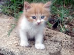 Milo