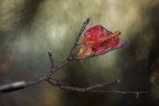 la foglia rossa