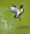 il salto