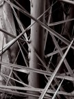 The Crown of Thorns