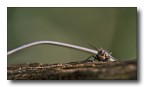 tra legno e metallo