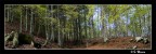 Pineta #2