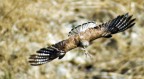 rapace break-fast