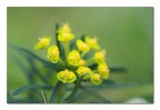 Quel mazzolin di fiori