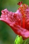 Hibiscus #2