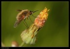 Bombylius minor ( ?)