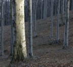 Aperta a commenti