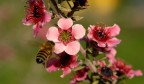L'ape e il Fiore