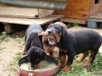 Cuccioli