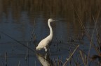 Garzetta - Egretta garzetta