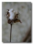 Pianta cotone