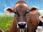 Mucca