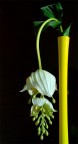 giallo...