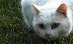 Mi  semblato di vedele un gatto...