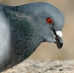 Pigeon