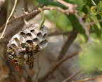 Canon EOS 300D+Macro,1/800,f7,1,ISO 400
Consigli e critiche sono ben accetti.Grazie e ciao a tutti.
