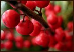 Palline rosse