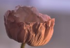 la purezza che si specchia nell'infinito